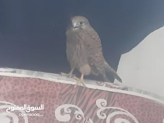 صقر صغير صغير