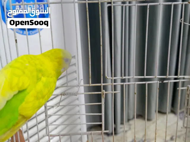 متاح طيور الحب البادجي الاسترالي زوج انثى و فحل