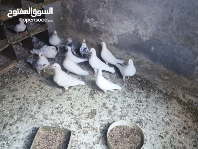 12جوز حمام للبيع غير قابل للتفاوض اقرء الوصف