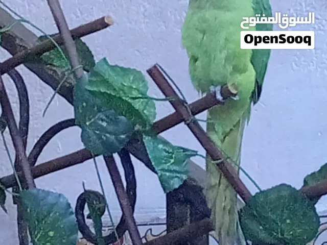 سلام متوفر بغبغاء اليف في البصرة القبله