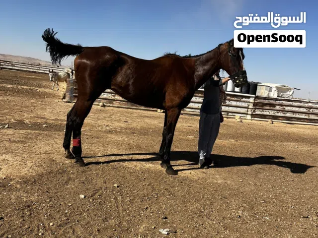 فرس إنتاج ثيروبريد مميزة (شواهين) بنت شاكل فورد - مع الجواز والـ DNA