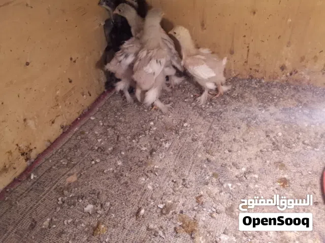 صيصان جاج براهما للبيع ماشاء الله