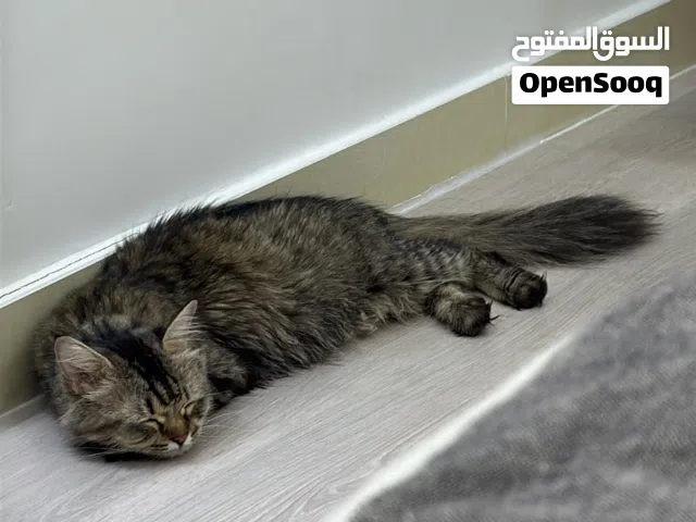 قطه شيرازيه للبيع