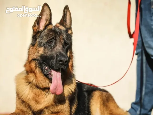 بيع كلب محافظة عمان