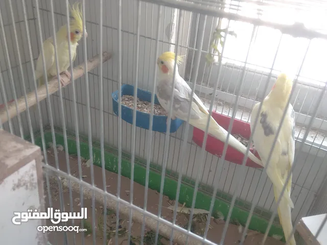 طيورفي.الزرقاء