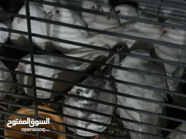 حمام لاحم فروخ