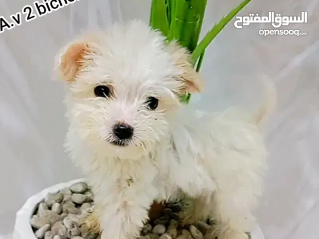 A vendre 2 bichon Mâle et femelle à Sousse