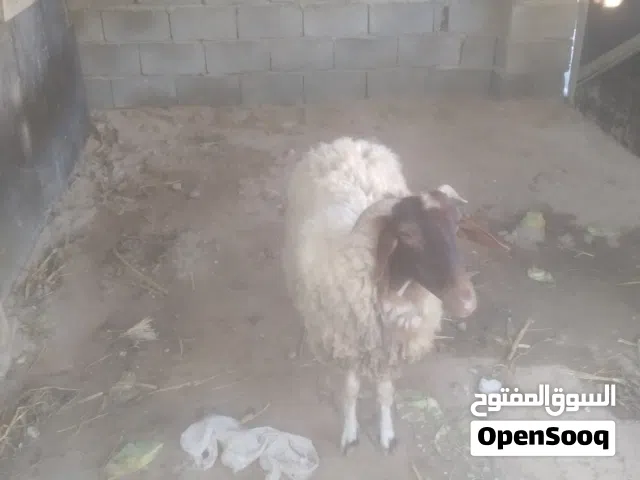 نعجه مشاء الله 3