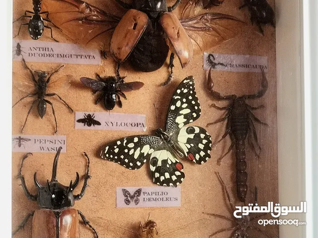 Mummified insects the art of the Creator حشرات محنطه