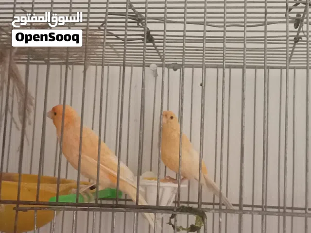 السلام عليكم مطلوب طيور للبدل علا معاكيف