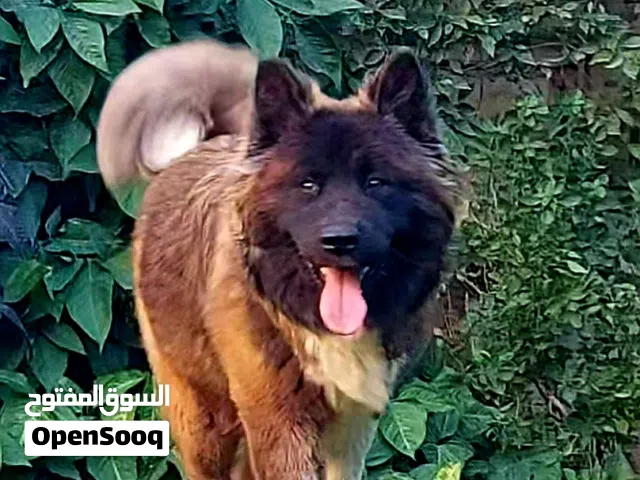 للبيع انثي أمريكا اكيتا أهالي وارد الخارج عمر سنه ونصف