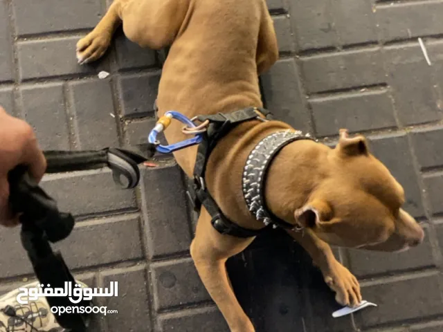 بتبول رد نوز حجم قصير