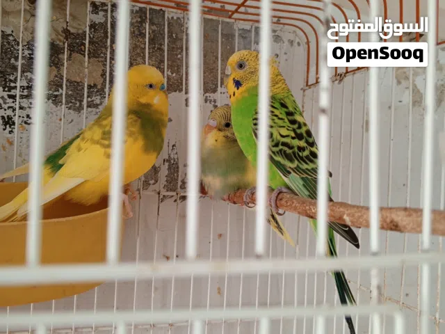 جوز معاهم مخاليف الوان مختلفه