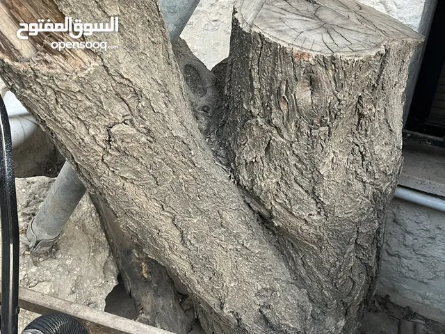 حطب لوزيات ناشف