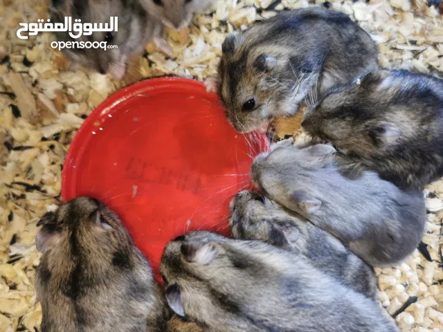 هامستر سوري و روسي للبيع ومستلزنات شتحبون موجود