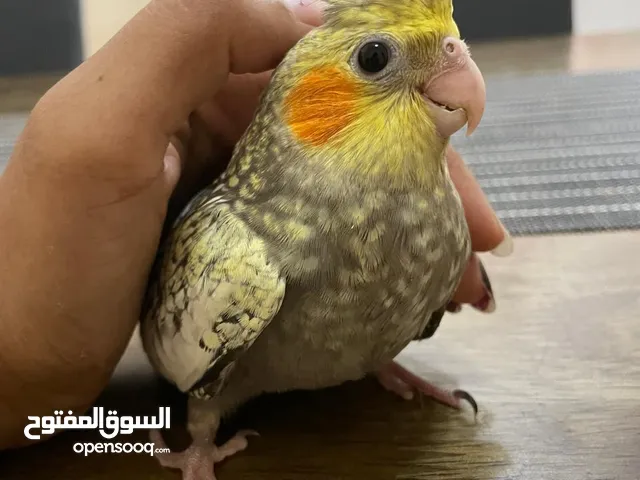 ,Hand-feeding white face , Lutino , Albino and yellow pearl cockateil chick