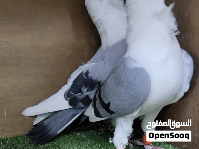 نبي من هوا الطير