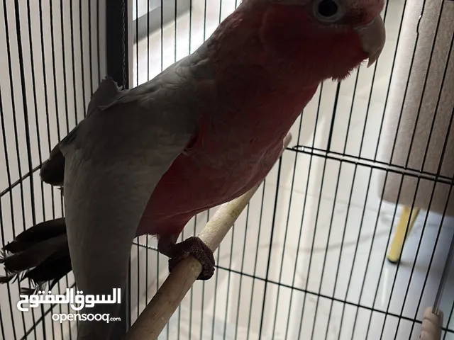كوكاتو قالا