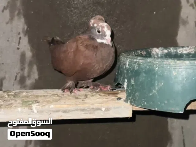 حمر للبيع او مراوس بلوت 9 حمامات حلوات وطيرات