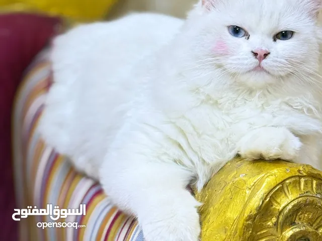 بزونة زينة انثا العمر 5اشهر للبيع السعر 25