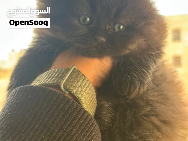 مكس سكوتش وسيامي العمر شهرين