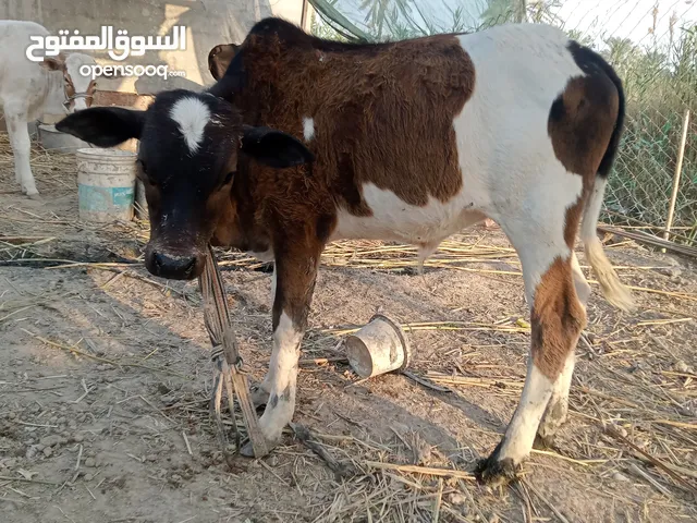 عجوله 2 وبجره وحده وياهن جاموسه زقيره
