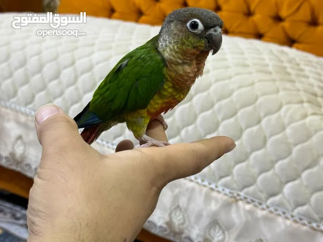 ببغاء الكونيور ذو الخدود الخضراء