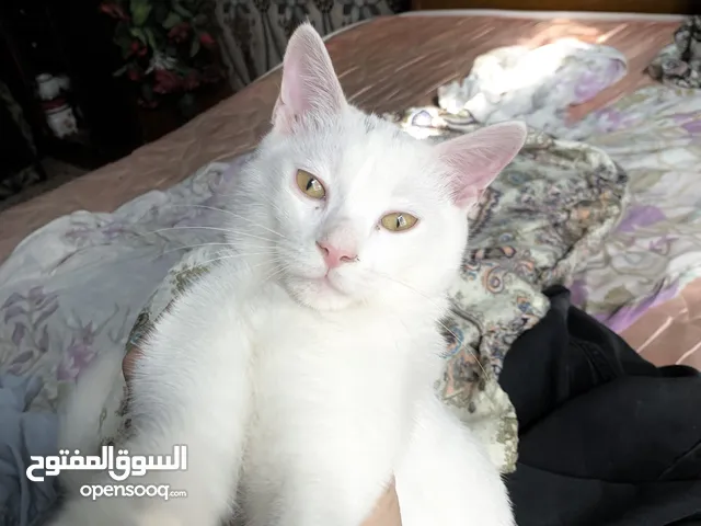 قطة بيضاء ..