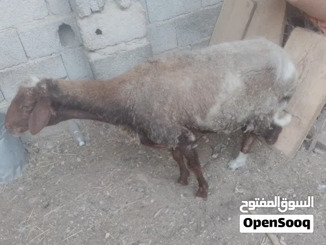 نعجة للبيع كراعاه مقسوسه نعجة تسمين او دبح