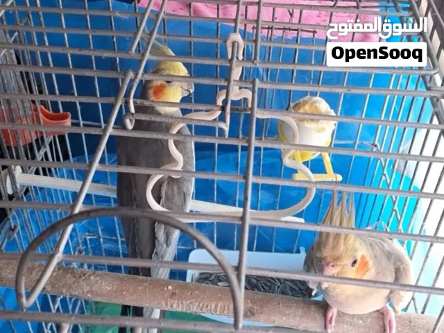متاح جوز كوكتيل تحتهم فرخ فقس جديد  لليبع مع القفاس