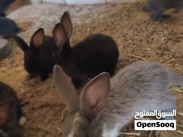 ارانب للبيع العمر شهر و نص