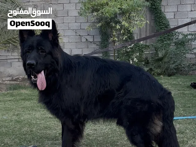 ذكر جيرمن بلاك للتزاوج