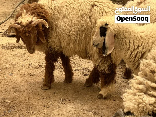 طلي للبيع يرهم ضحيه