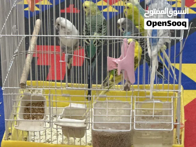 للبيع طيور الحب متنوعه ذكر وانثى ((7 )) جمله