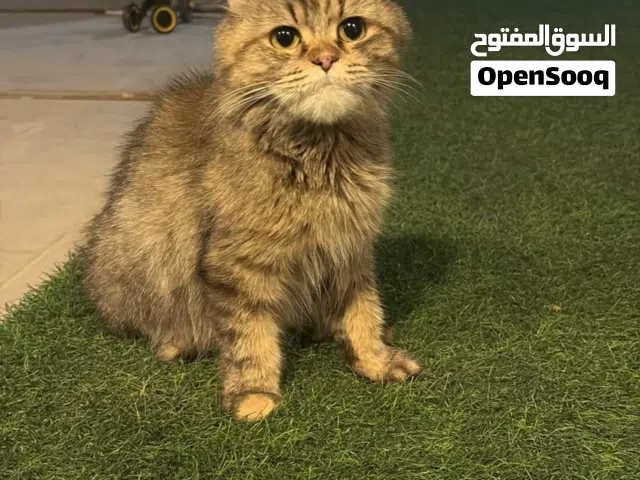 قط شيرازي للبيع مع اطفاله او للبدل مع ايباد