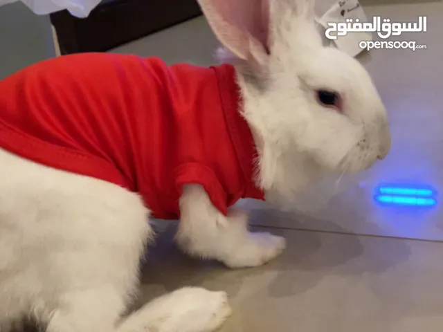 rabbit /ارنب