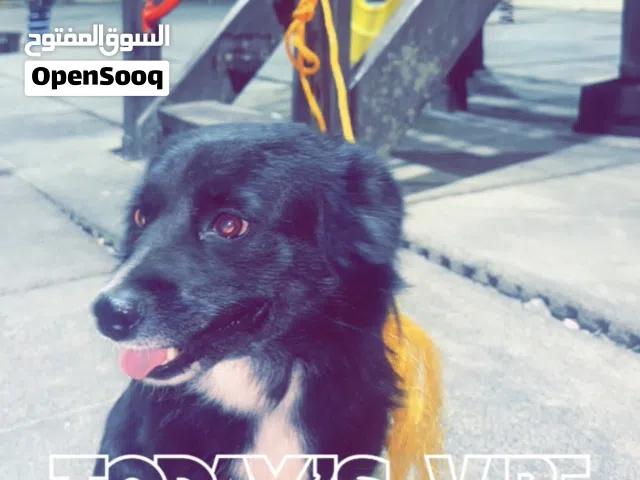 نوعه بوردر كولي امريكي كلب صحته جيدا ويحب المشي كثيره واللعوب كلب وعنده طاقه طول اليوم