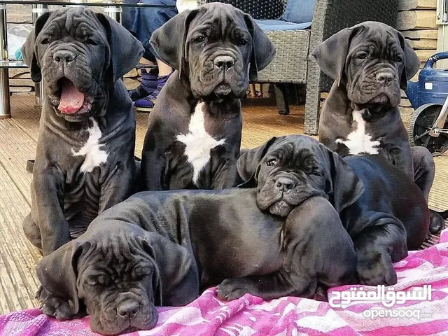 Male and female Cane Corso puppies