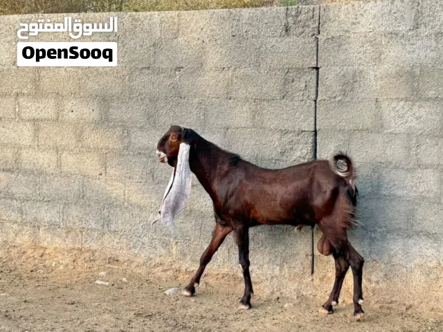 تيس فحل حجازي وشاه باكستانية