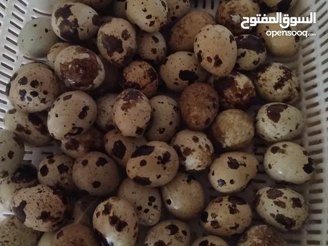 مكملات غذايه