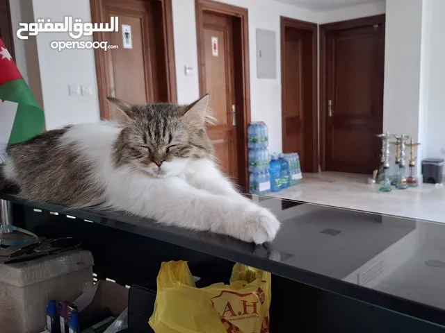 قطه شيرازي للتبني بدون مقابل عمرها سنه و شهرين خاليه من الأمراض هادئة جدا شرط التبني مخافه الله فيها