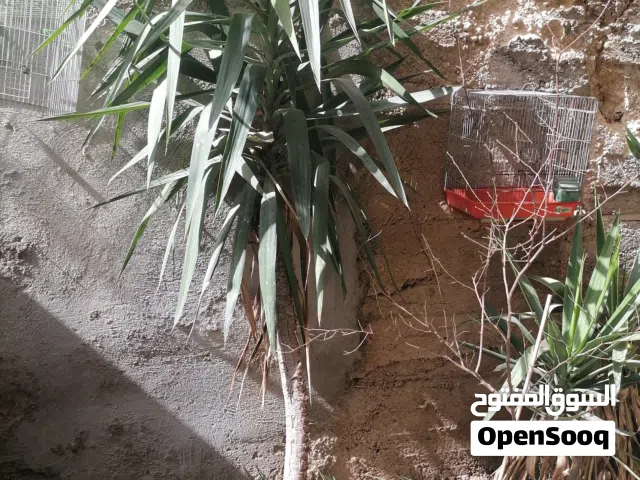 أشجار يوكا أحجام مختلفه من 2 متر واقل