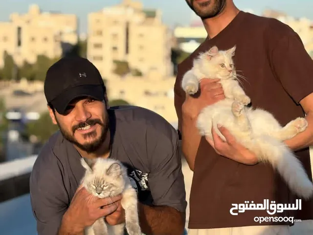 قطط هملايا ثلاث ذكور القط على 80