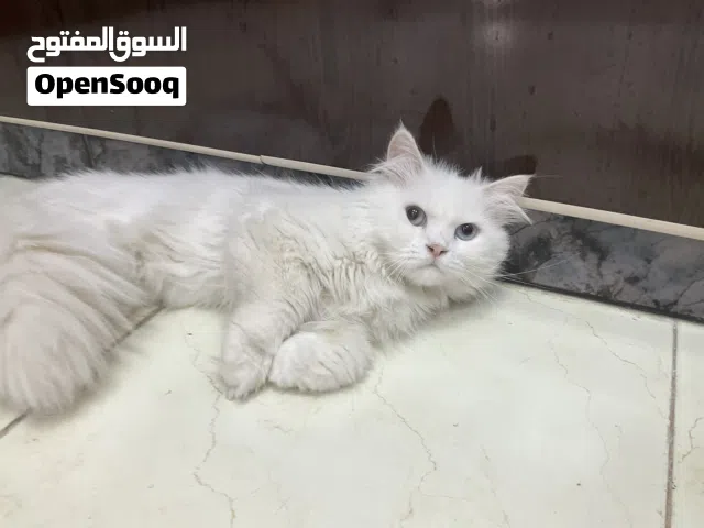 Iran cat Original (10) months