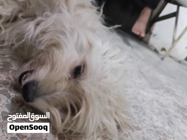 كلب زيه عمره10اشهر