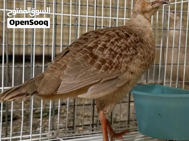 صفرد أنثى جاهزه الإنتاج