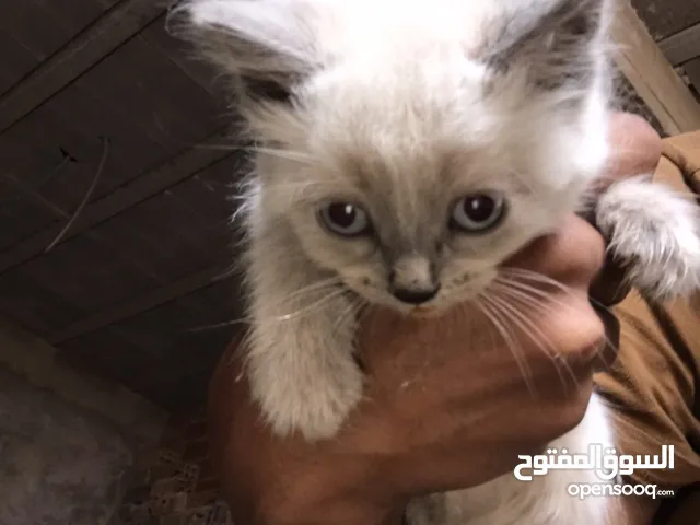 سيامي العدد موجود مرجبا