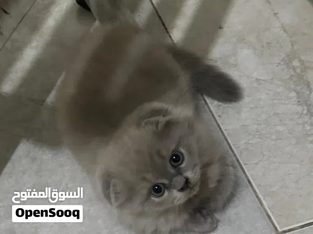 Scottish fold kittens Male and female