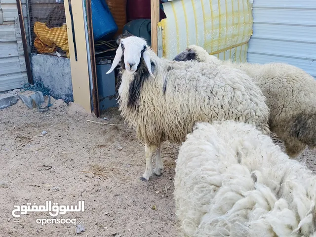 3 افحل ورجين.