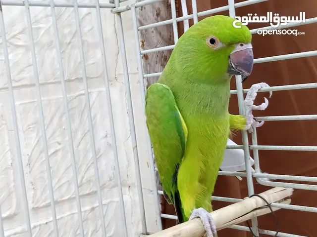 ببغاء دره هندي